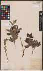 Foto von Salix aurita L. x Salix lapponum L.